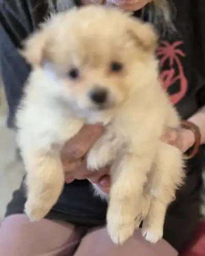 One white and cream female 800, left all others are sold. Born Feb. 18,2025, Went to the vet for sho...