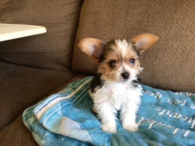 3 Biro Male Yorkies in Dogs & Puppies for Rehoming in City of Halifax - Image 2