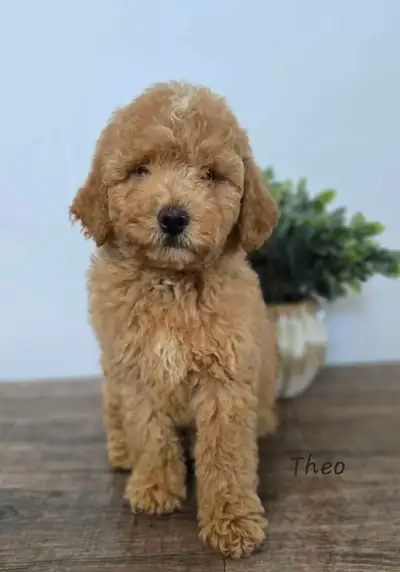 F1b Mini Goldendoodles, View more