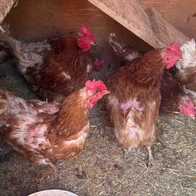 Chickens for sale, View more