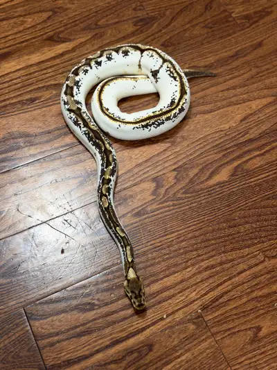 calico ball python, View more