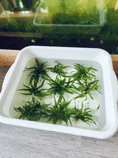 Aquarium plants --- Java ferns, View more