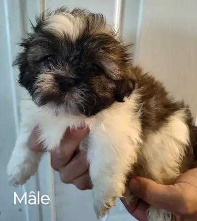 Shih Tzu pure race, View more