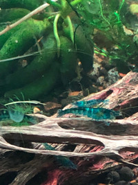 Blue cherry shrimp