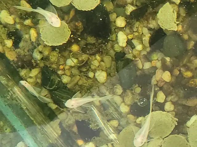 Snow White Longfin Pleco Fish in Fish for Rehoming in Kitchener / Waterloo - Image 5