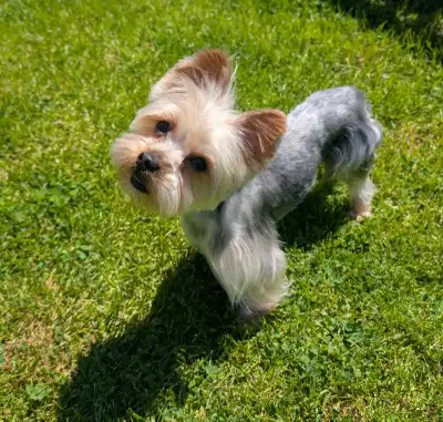 Mini Yorkie, View more