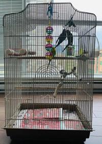 Budgerigars + Food & Toys included!