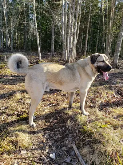 Turkish Kangal Puppies, View more