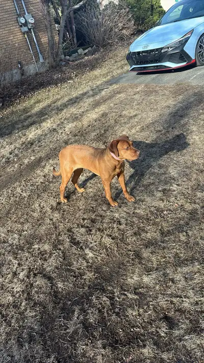 Bonjour j'ai une belle labrador/dogue de bordeaux de 7mois que je dois laisser partir puisque je sui...