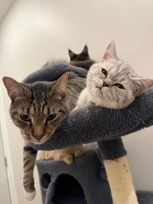 Cat sitter in Animal & Pet Services in Ottawa - Image 4