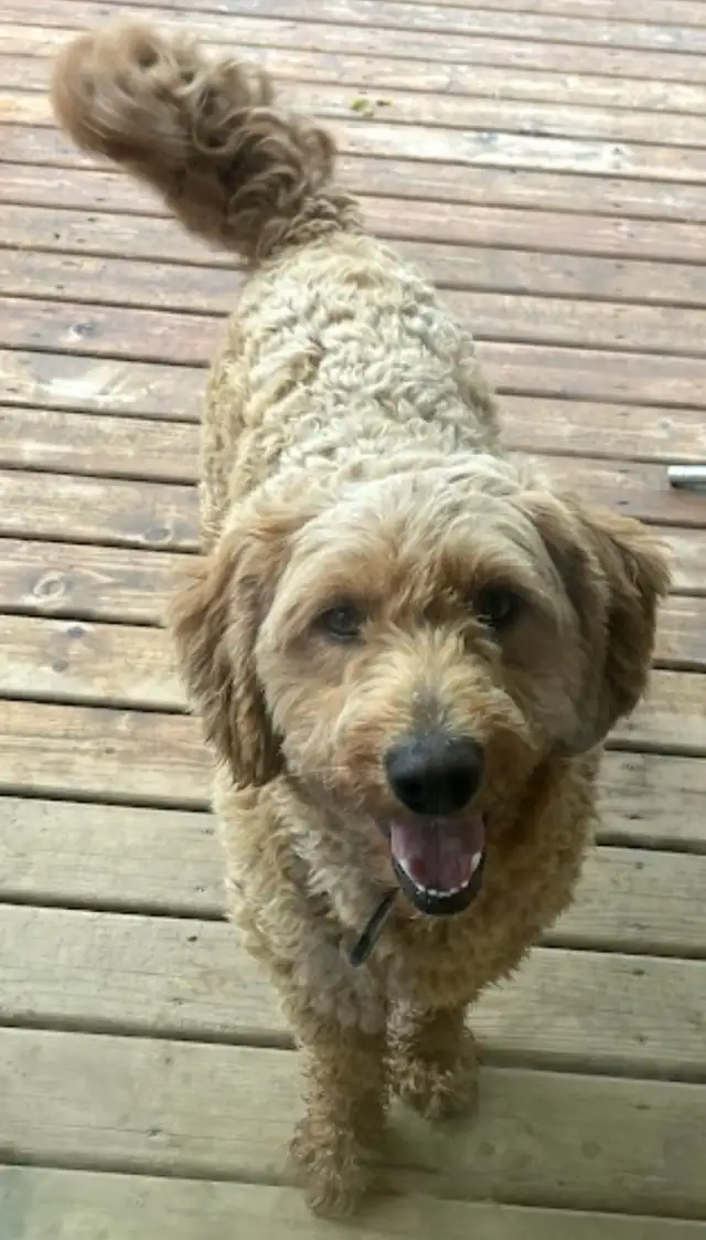 Low shedding Shepadoodle puppies! in Dogs & Puppies for Rehoming in Kingston - Image 10