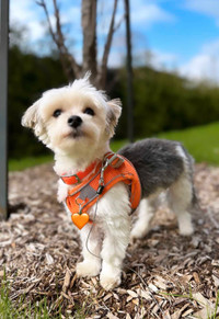 Microchipped male MORKIE for rehoming