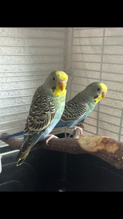 BUDGIES BIRDS Budgie Bird Conure Cockatiel Parrot Perruche, View more