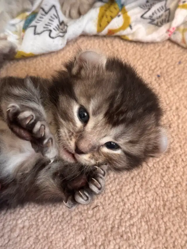 highland lynx in Cats & Kittens for Rehoming in Laval / North Shore - Image 4