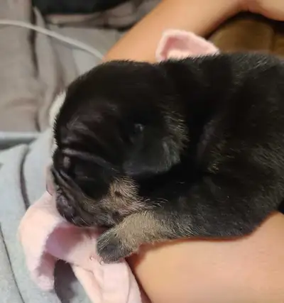 Guardian Home Olde English Bulldogge Male and Female, View more