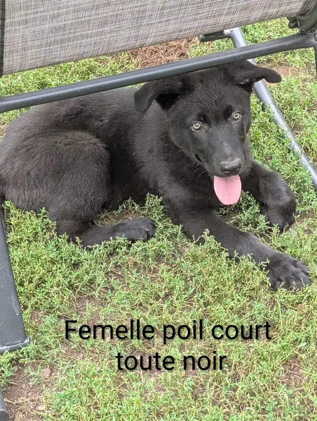 Berger Allemand (pure) DERNIERE FEMELLE in Dogs & Puppies for Rehoming in Trois-Rivières - Image 2