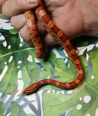 beautiful friendly yearling corn snakes, View more