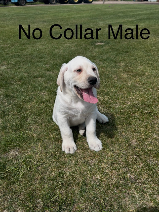 White Labrador Puppies in Dogs & Puppies for Rehoming in Saskatoon - Image 4