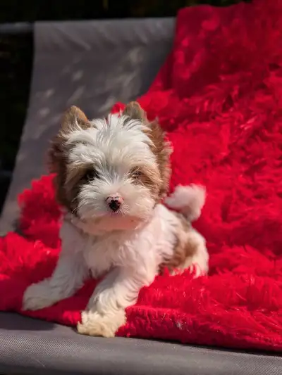 Blue eyed Yorkie, View more