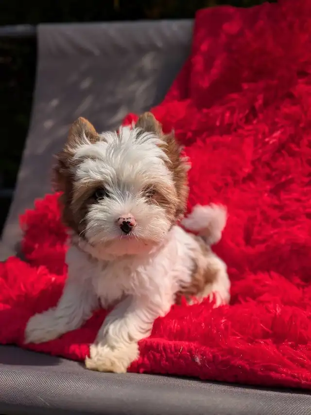 Blue eyed Yorkie in Dogs & Puppies for Rehoming in Oshawa / Durham Region - Image 2