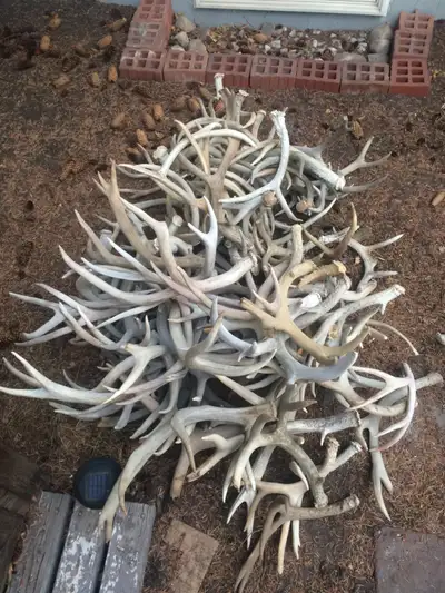 Deer Antler Sheds / Elk / Moose. Most are $20-$70 per antler for the deer. Elk and moose are more. M...