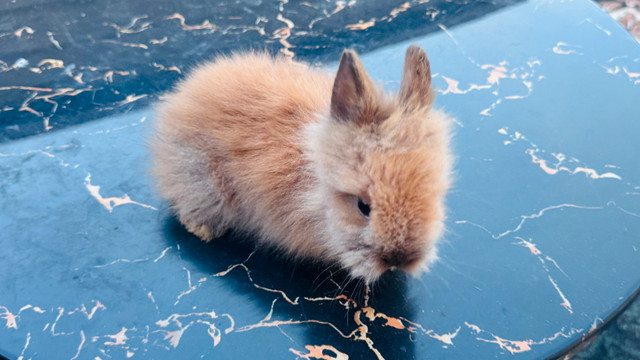 Lionhead Bunny in Small Animals for Rehoming in St. Catharines - Image 3