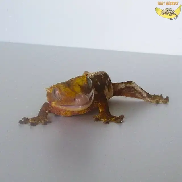 Beautiful Crested Geckos - Babies, Juveniles and Breeders | Reptiles ...
