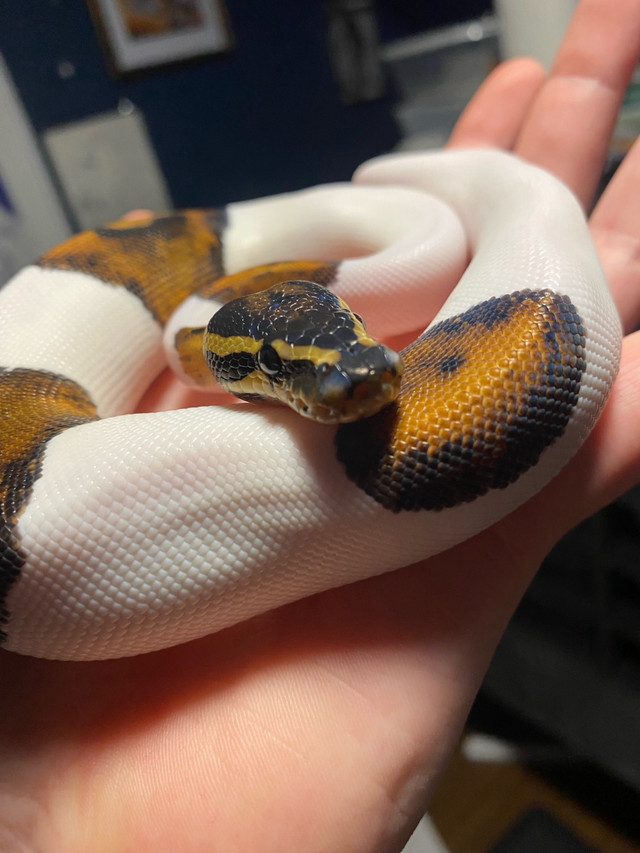 Pied Ball Python in Reptiles & Amphibians for Rehoming in Leamington - Image 3