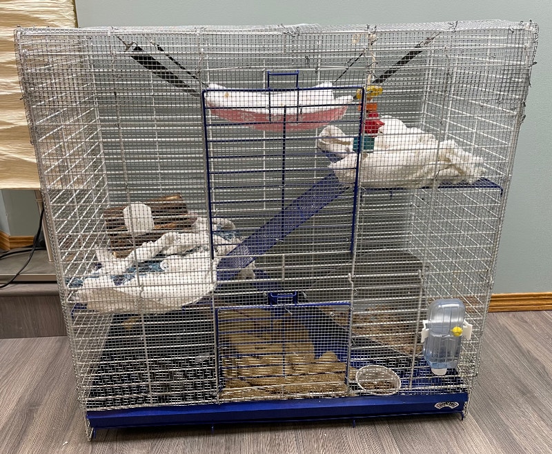 Two male hairless rats with cage for rehoming Small Animals for