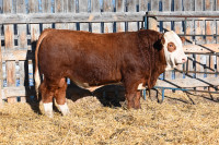 Commercial Yearling Simmental Bull