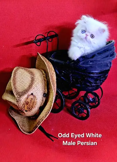 *** Please Read Ad*** Butterfly Kisses Persians & Exotics has these exceptional kittens available. O...