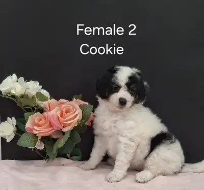 Mini Aussiedoodle Puppies, View more