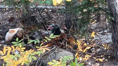 2 nice beauty brahma roosters LF good home, View more