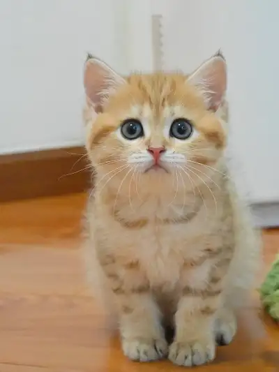 British shorthair kittens, View more