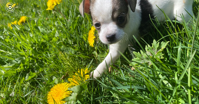 **adorable chihuahua puppies** in Dogs & Puppies for Rehoming in Delta/Surrey/Langley - Image 2