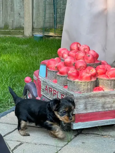 Adorable Male Yorkie Puppies, View more
