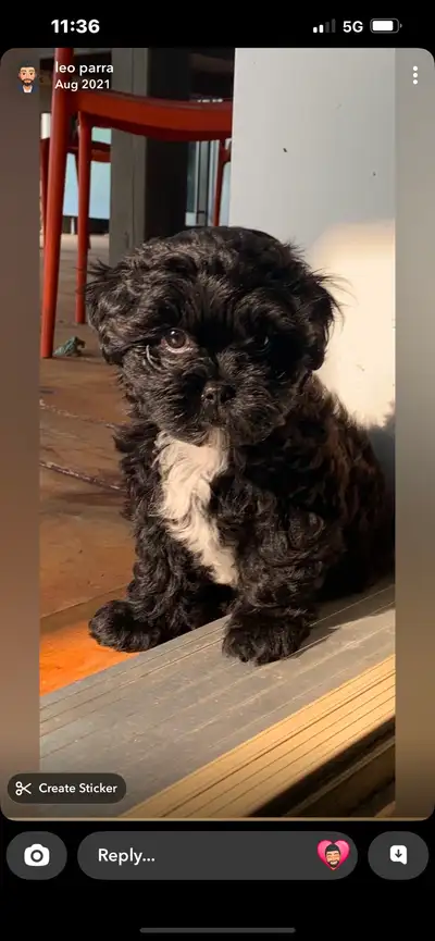 puppies , cockapoo puppies, View more