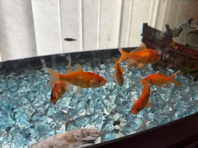 free feeder fish (pick up Monday morning), View more