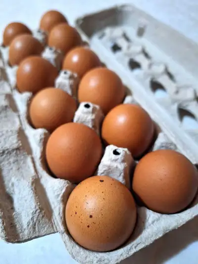 Oeufs de poule, View more