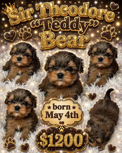 Sweet small velcro dogs!, View more