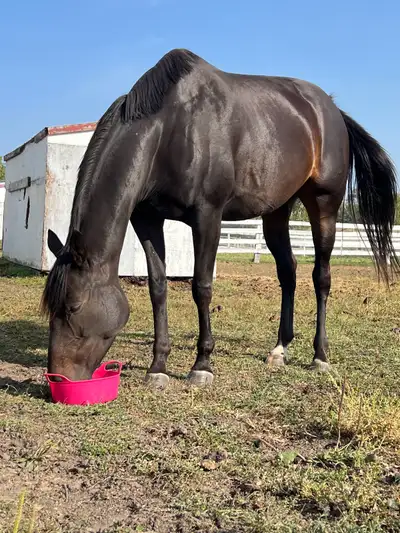Open to offers to get this horse gone. About 8years old, according to the vet. bought under the impr...