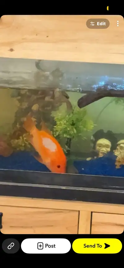 Large red devil cichlid , View more