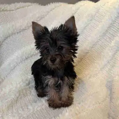 Our sweet Yorkshire terrier puppies are now ready for their new homes. Our sweet parents mom is swee...