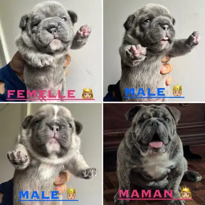Bonjour je vous présente une magnifique portée disponible en adoption appelé vidéo pour réserver !!!...