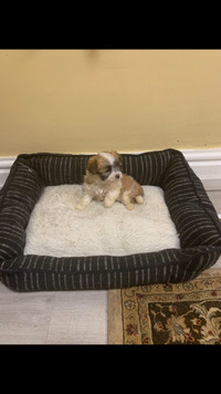 Morkie Puppies For Sale ♥️ Ready To Go