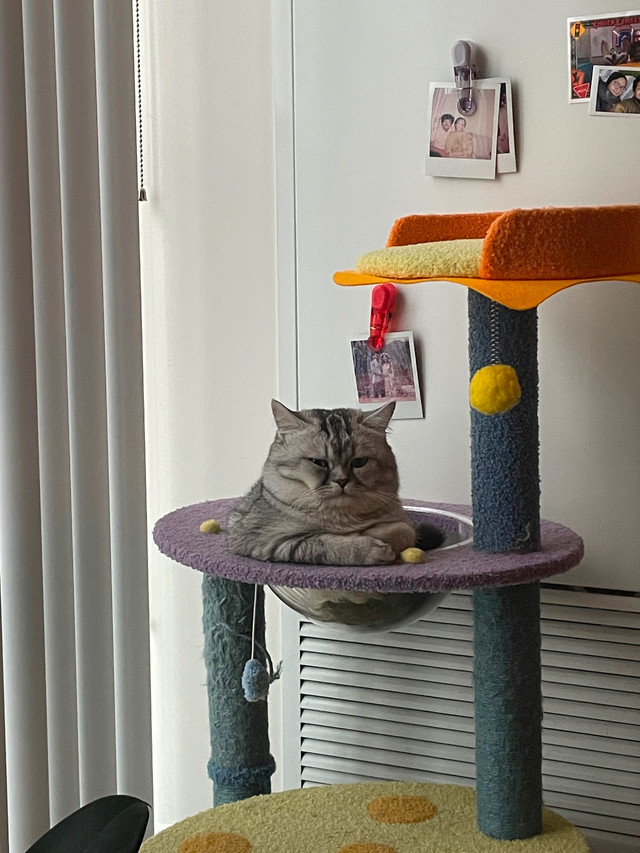 Purebred British Shorthair Cat in Cats & Kittens for Rehoming in City of Toronto - Image 2