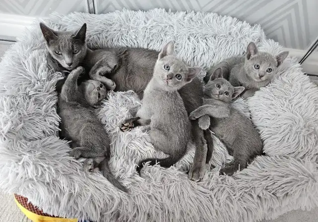 Purebred Hypoallergenic Russian Blue Kittens