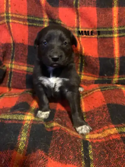 Border Collie/German Shepherd puppies, View more