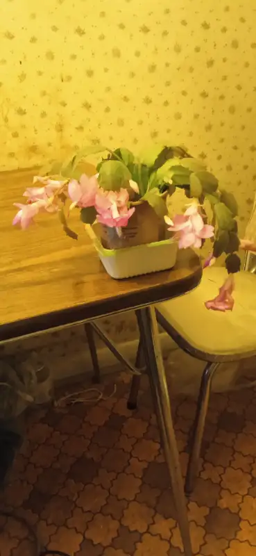 THANKSGIVING CACTUS, View more