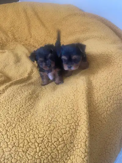 Adorable Purebred Yorkie Puppies, View more